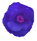dark flower