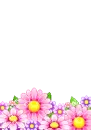 pink flowers