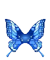 blue butterfly