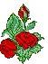 Blooming Red Rose