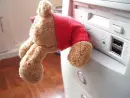 teddy