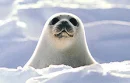Seal Pup