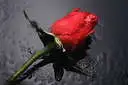 hearts forever