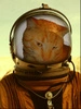 Space Cat