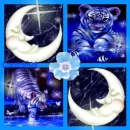 White Tiger Collage