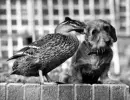 dachshund and duck