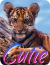 tiger cutie