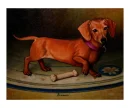 dachshund