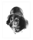 long haired dachshund