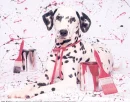 dalmatian