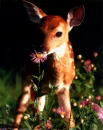 fawn