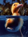 duckling