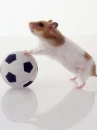 hamster
