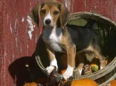 beagle