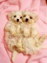 cute puppies