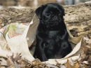 pug puppy