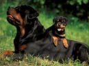 rottweiler and puppy