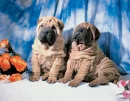 shar-peis