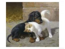dachshund with cat