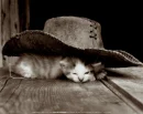 kitten