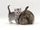 cat and rabbit