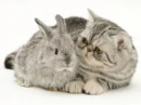 cat and rabbit