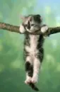 cat hanging from branch