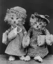 cats