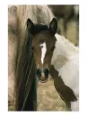 horse  baby