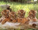 tiger cubs