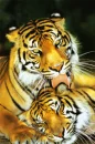 tigers
