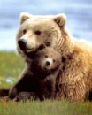 bears
