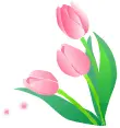 tulip