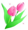 tulip