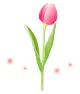 tulip