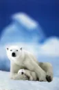 polar bears