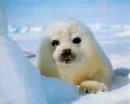 seal