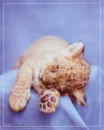 leopard cub