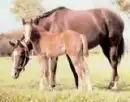 horse and baby