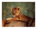 lion cub
