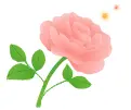rose