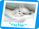 pussy cat ^^