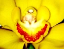 Orchid