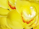 two orchids