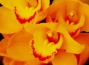 orchids