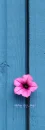 little pink flower