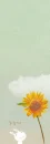 sunflower & bunny