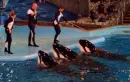 Sea World