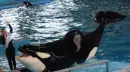 Sea World