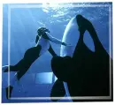 Sea World